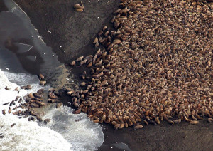 35,000 WALRUSES ON ALASKA SHORE