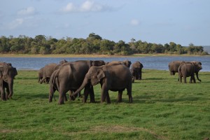 faruk caluk sri lanka11