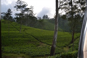 faruk caluk sri lanka3