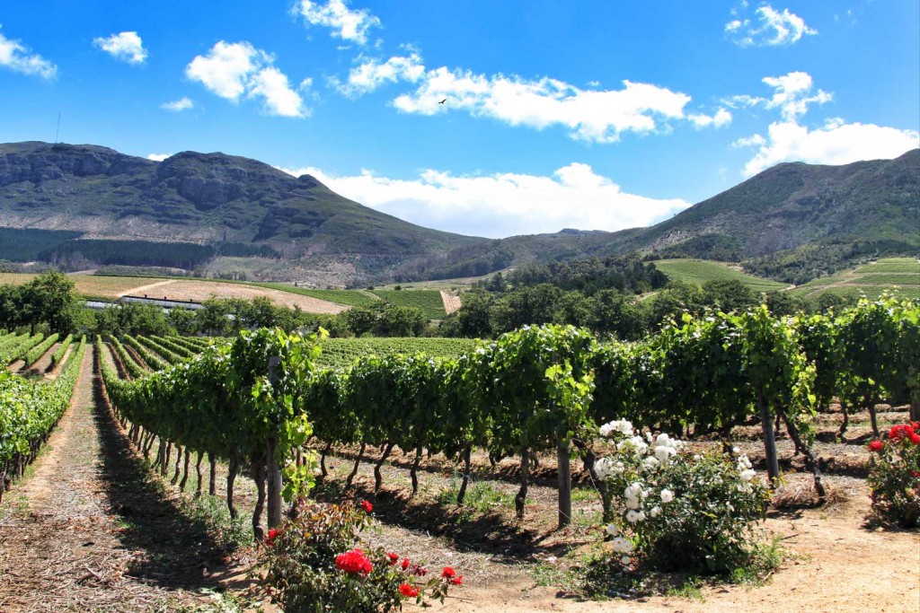 cape town Constantia